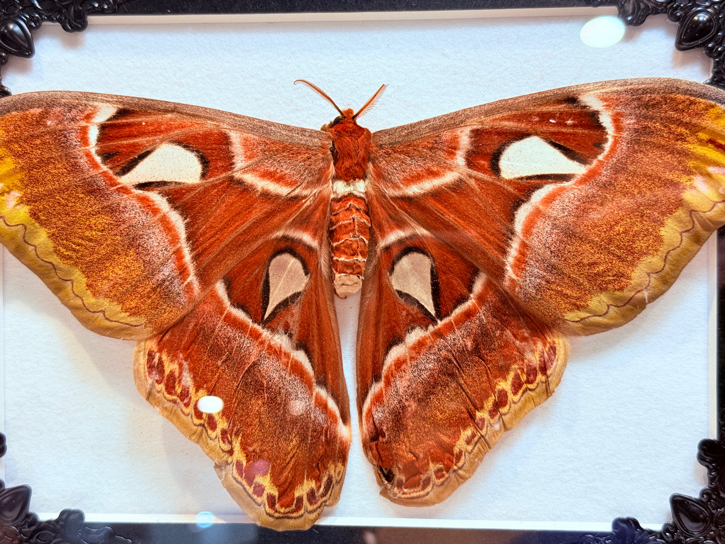 A2 Atlas Moth Taxidermy