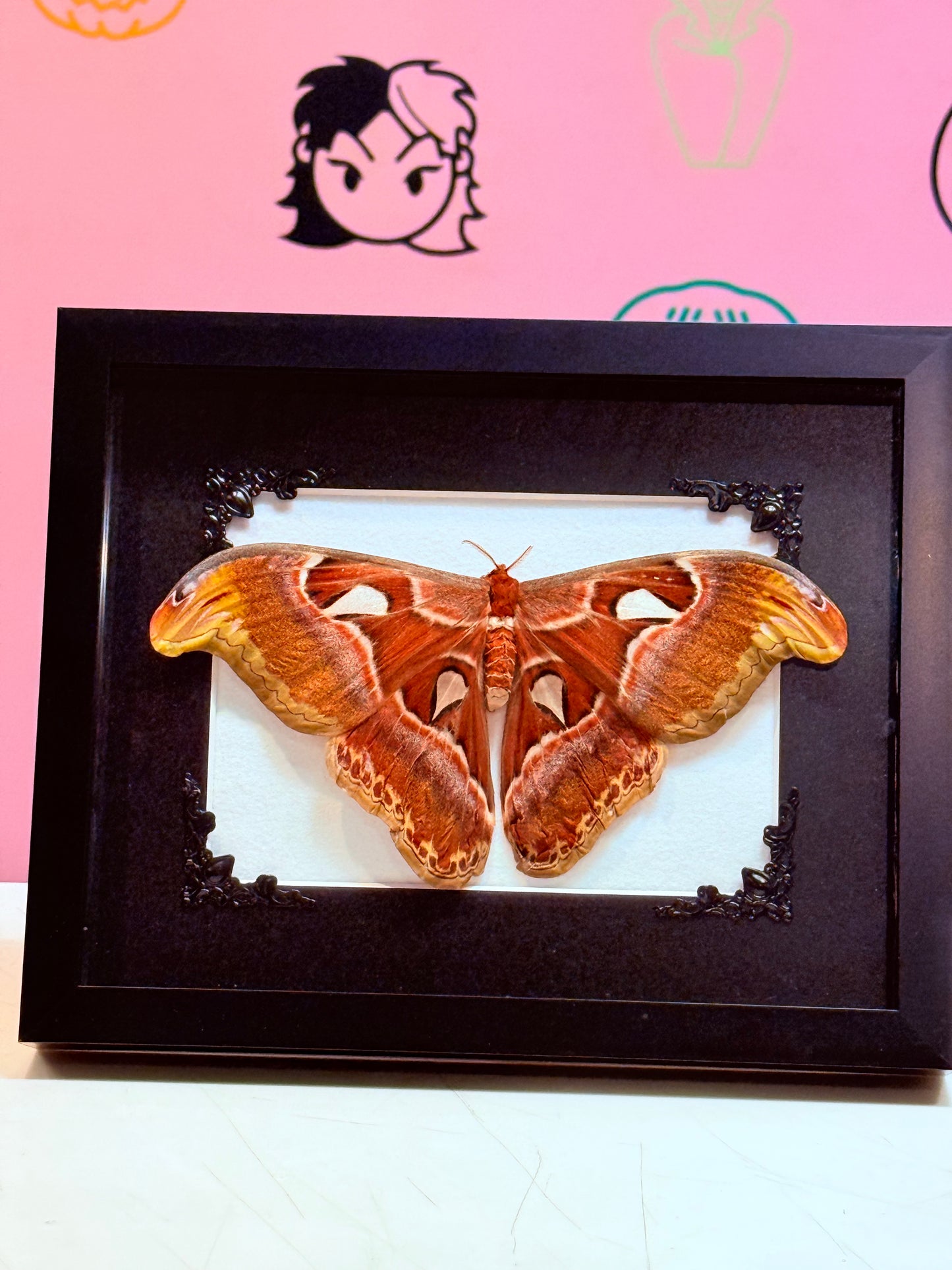 A2 Atlas Moth Taxidermy