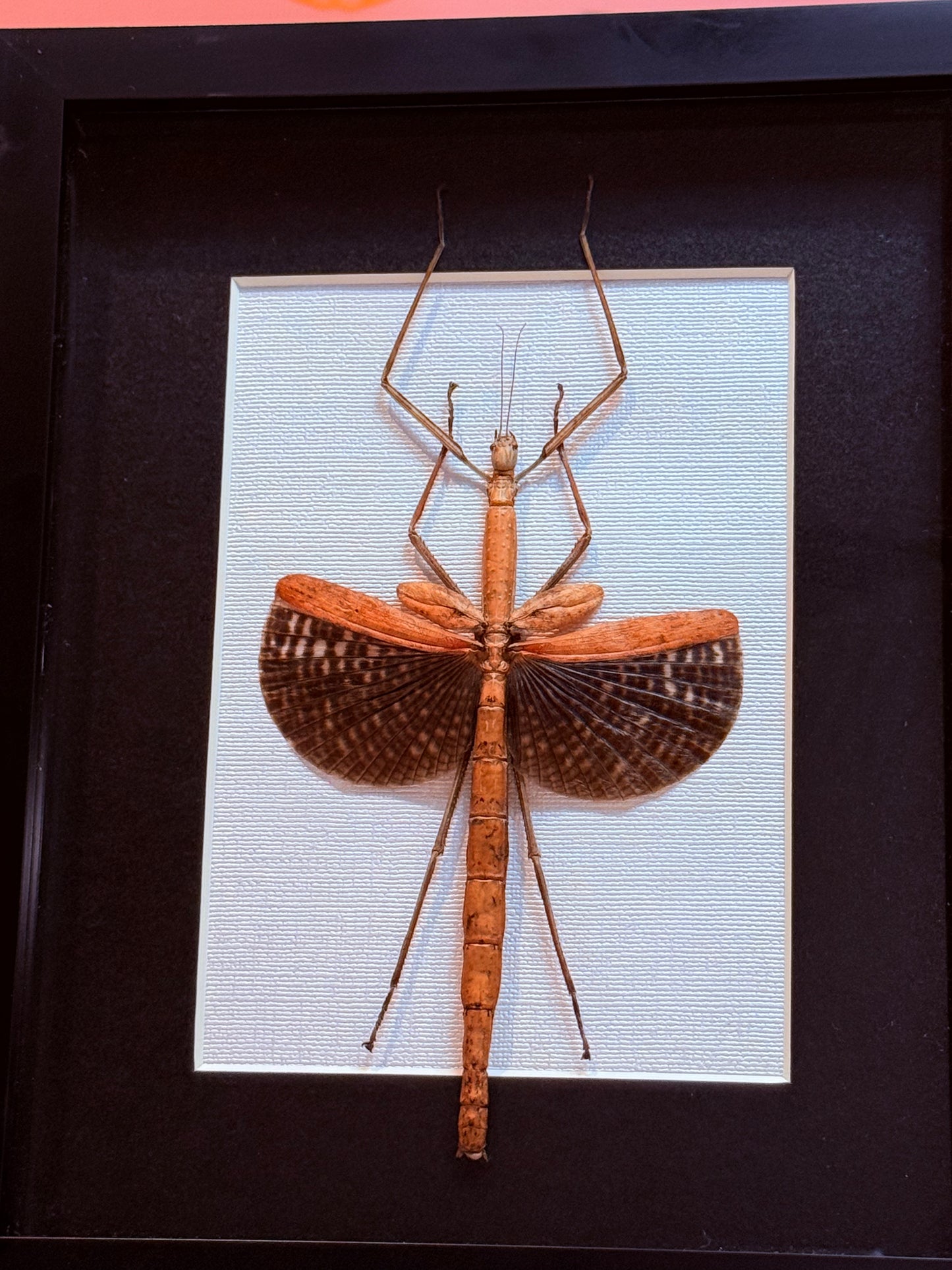 Stick Insect Taxidermy