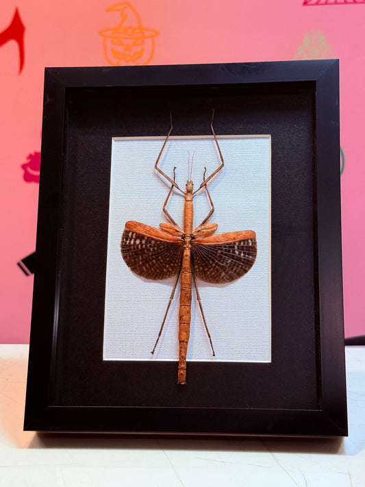 Stick Insect Taxidermy