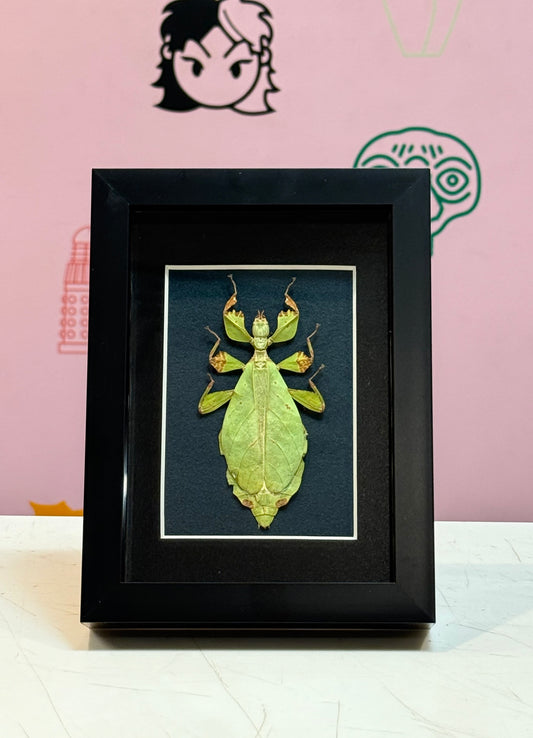 Leaf Insect Taxidermy