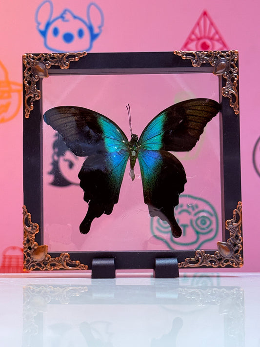 Floating Papilio ulysses Taxidermy