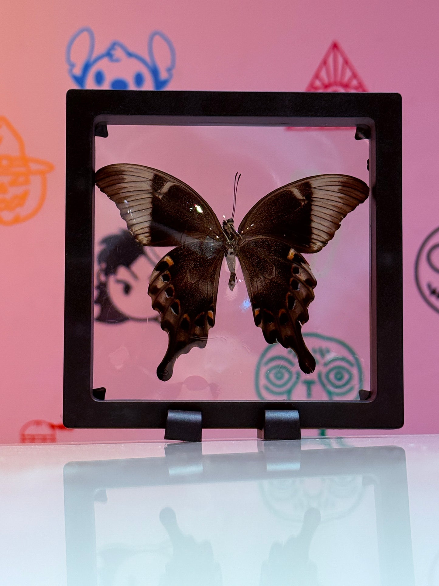 Floating Papilio ulysses Taxidermy