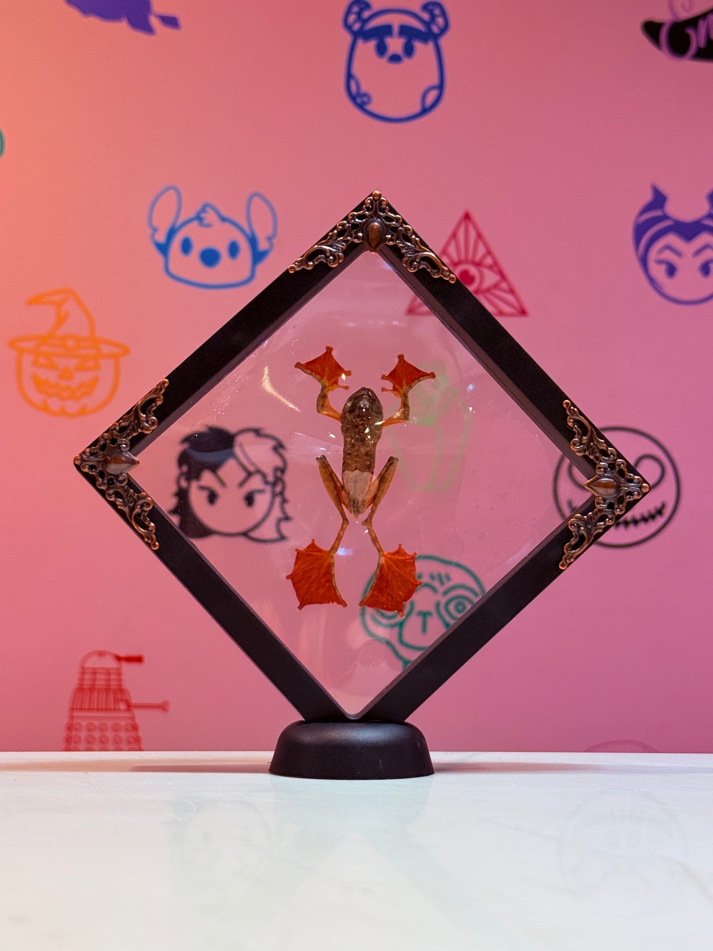 Floating Indonesian Harlequin Tree frog Taxidermy