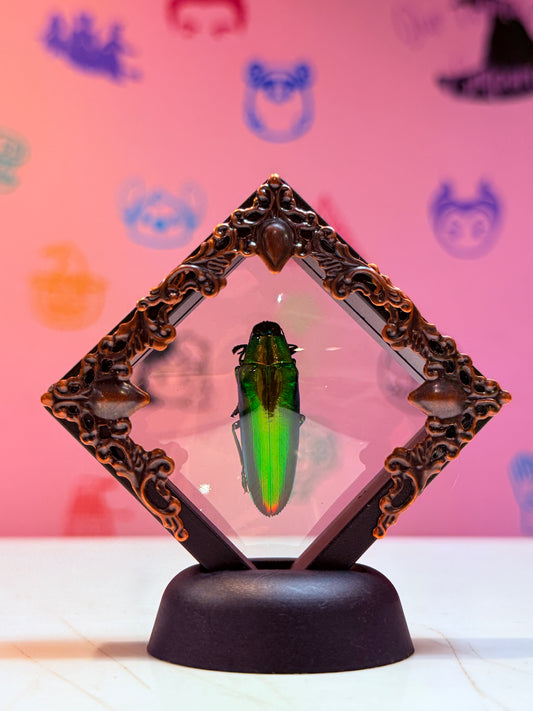 Floating Jewel Tip Beetles Taxidermy