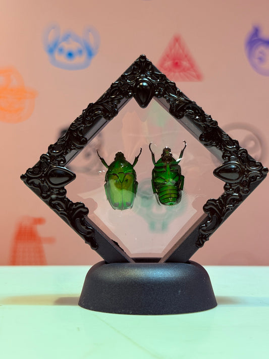 Floating Green Domino Flower Beetle Taxidermy