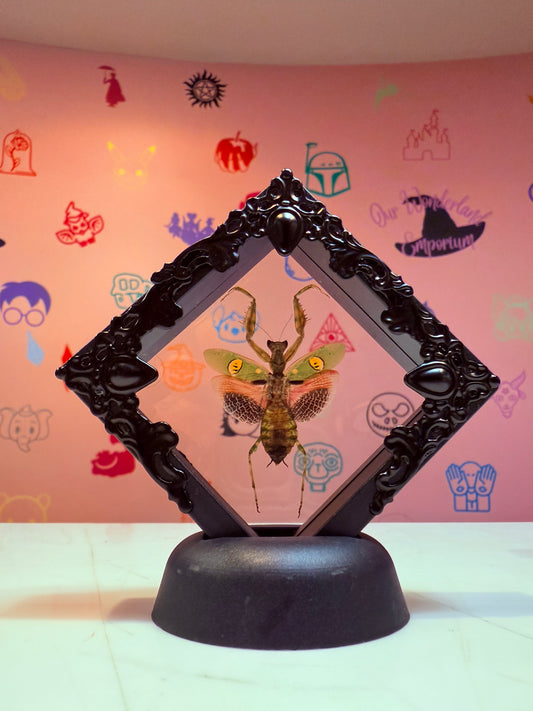 Floating Flower Mantis Taxidermy