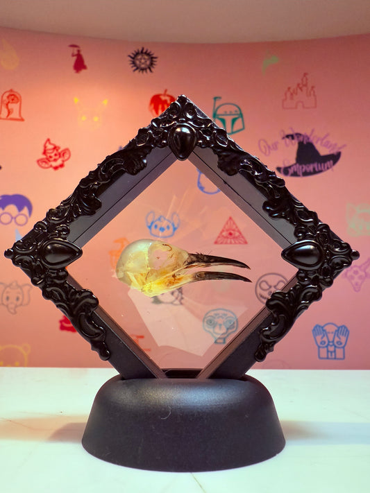 Floating Ashy Tailorbird Skull Taxidermy