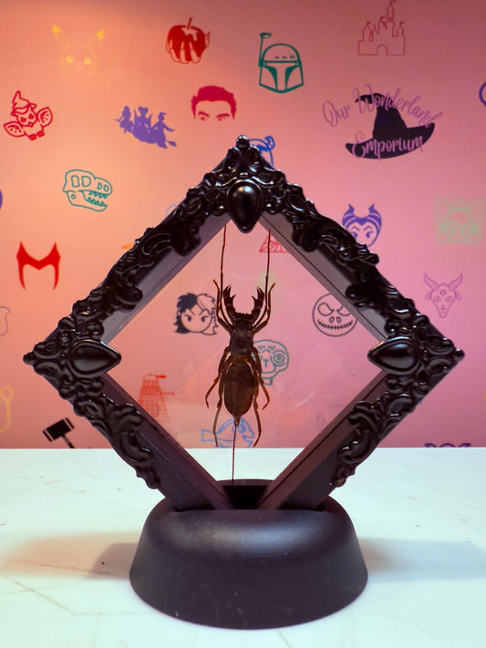 Floating Vinegaroon Taxidermy