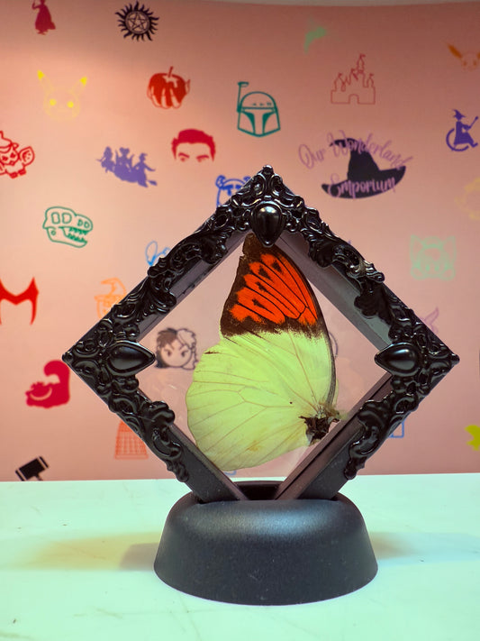 Floating Butterflies Taxidermy