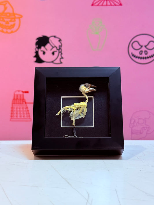 White-headed Munia bird Taxidermy