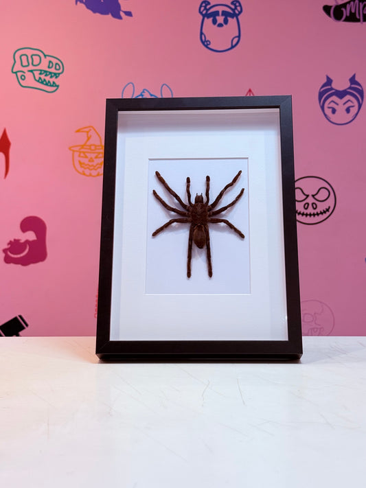 XL Tarantula Taxidermy