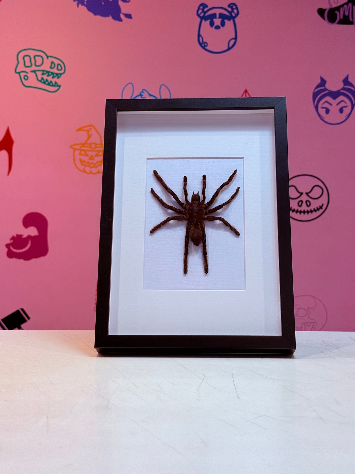 XL Tarantula Taxidermy