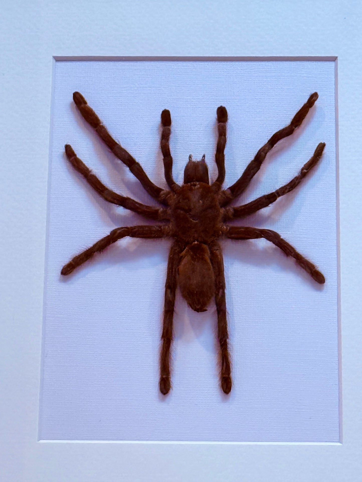 XL Tarantula Taxidermy