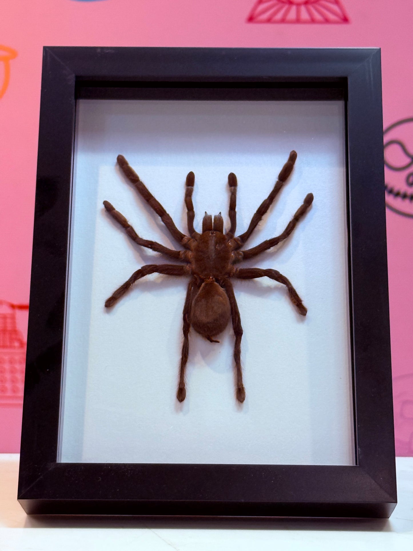 XL Tarantula Taxidermy