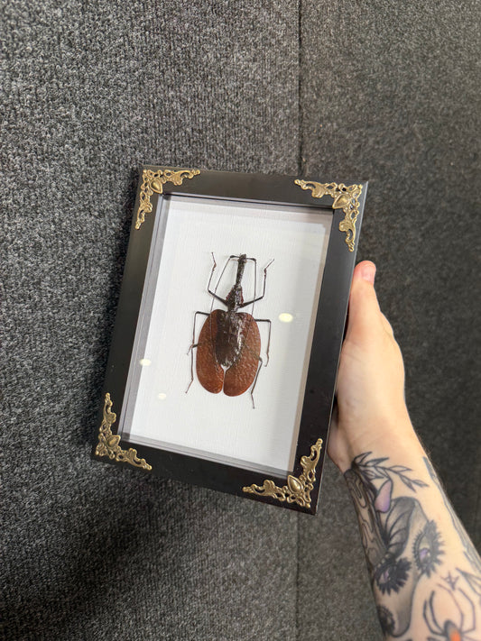 Violin Beetle Taxidermy