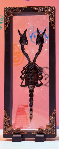Floating Asian Forest Scorpion Taxidermy