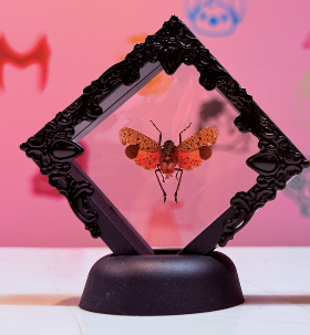 Floating Cotton Stainer Taxidermy